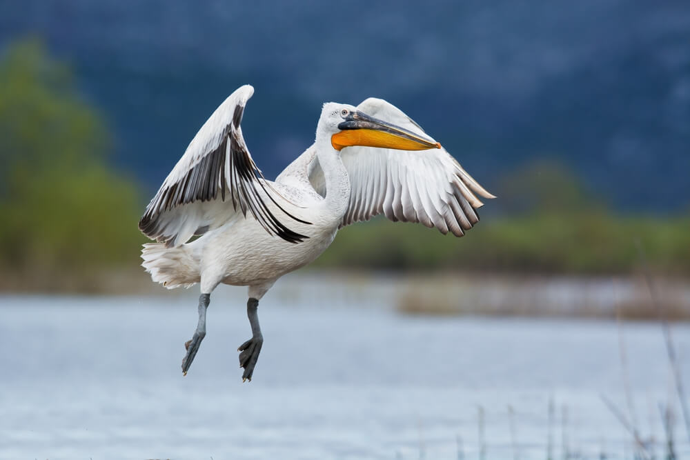 boat trip lake skadar dalmatian pelican